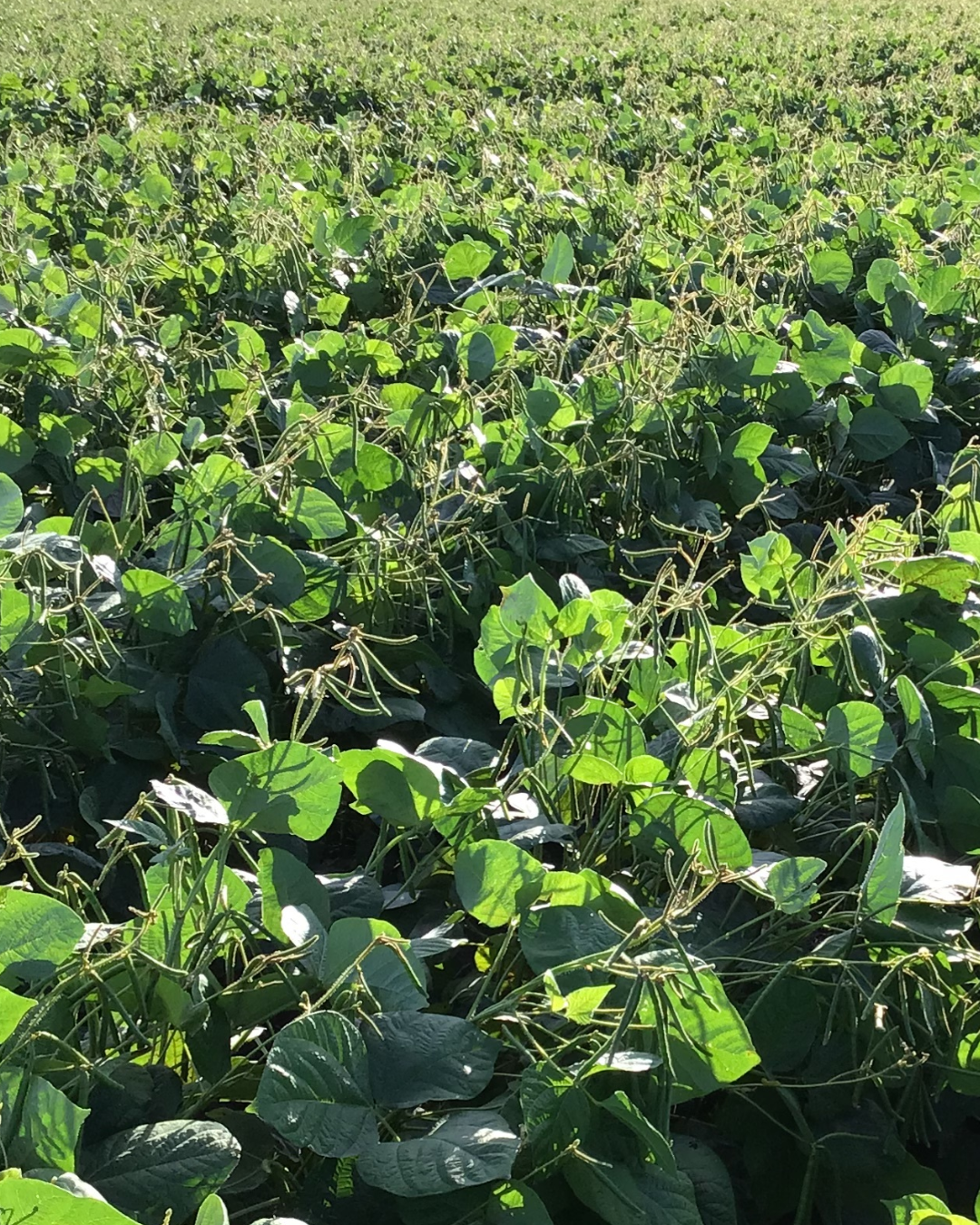 News – Australian Mungbean Association